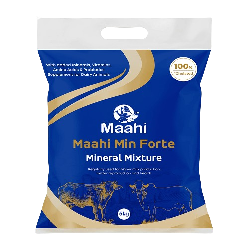 Maahi Min Forte